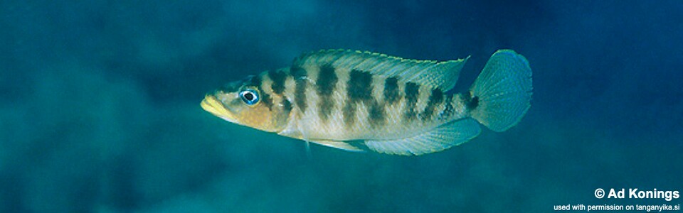 Neolamprologus fasciatus 'Kala Bay' - Altolamprologus fasciatus 'Kala Bay'