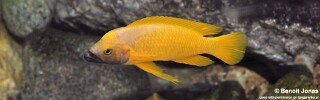 Neolamprologus leleupi (Black Throat)