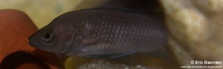 Neolamprologus leleupi &#39;Wimbi&#39;