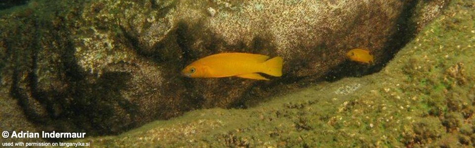 Neolamprologus longior 'Maswa Point'