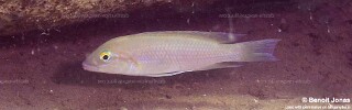 Neolamprologus mondabu 'Maswa Point'.jpg