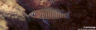 Neolamprologus multifasciatus 'Kala Bay'.jpg
