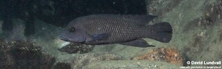 Neolamprologus cf. petricola 'Cape Chaitika'.jpg
