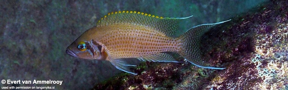 Neolamprologus pulcher 'Isanga Bay'
