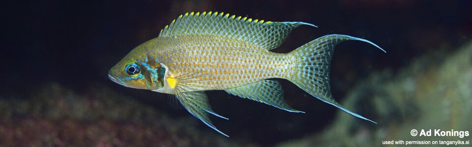 Neolamprologus pulcher 'Kabwe Nsolo Bay'