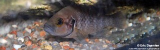 Neolamprologus savoryi! 'Burundi'.jpg