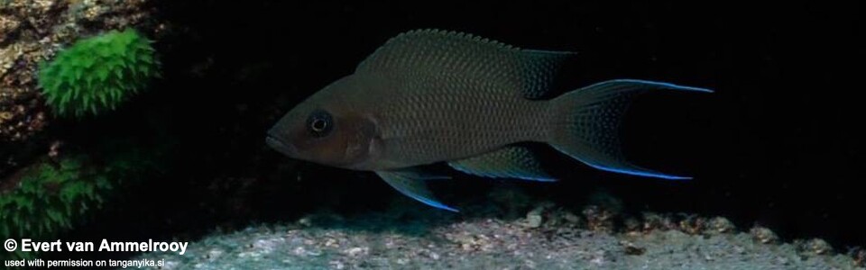 Neolamprologus sp. 'princess lyamembe' Mabilibili - Neolamprologus sp. 'marunguensis mahale' Mabilibili