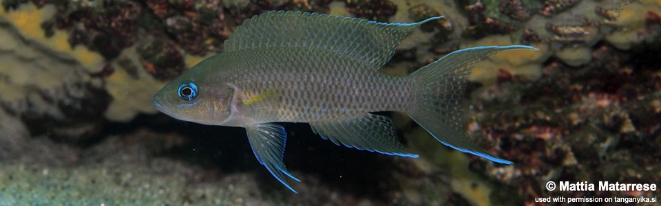 Neolamprologus sp. 'princess lyamembe' Lubugwe Bay<br><font color=gray>Neolamprologus sp. 'falcicula mahale' Lubugwe Bay</font> 