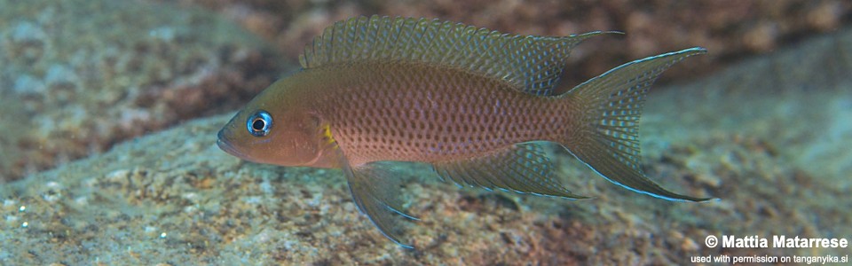 Neolamprologus sp. 'princess lyamembe' Lufungu Bay<br><font color=gray>Neolamprologus sp. 'falcicula mahale' Lufungu Bay</font> 