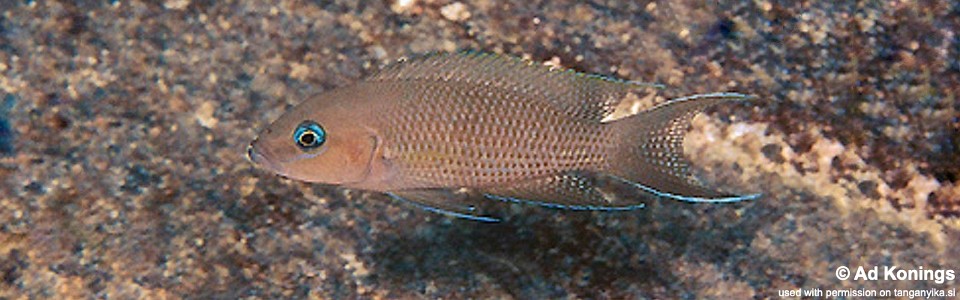 Neolamprologus sp. 'princess lyamembe' Lumbye Bay<br><font color=gray>Neolamprologus sp. 'falcicula mahale' Lumbye Bay</font> 