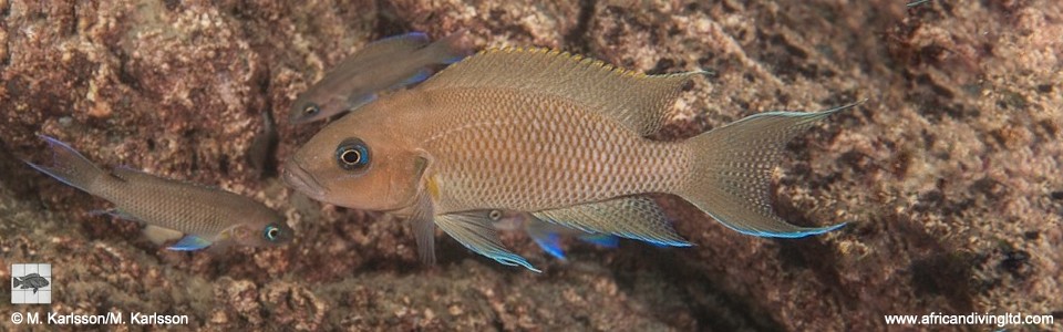 Neolamprologus sp. 'princess lyamembe' Lyamembe<br><font color=gray>Neolamprologus sp. 'falcicula mahale' Lyamembe</font> 