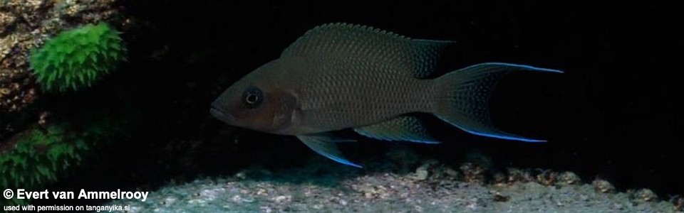 Neolamprologus sp. 'princess lyamembe' Mabilibili<br><font color=gray>Neolamprologus sp. 'falcicula mahale' Mabilibili</font> 