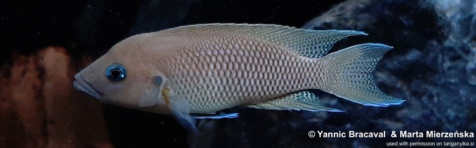 Neolamprologus sp. 'princess lyamembe' Sibwesa<br><font color=gray>Neolamprologus sp. 'falcicula mahale' Sibwesa</font> 