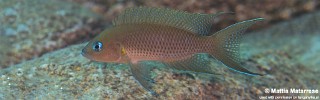 Neolamprologus sp. 'princess lyamembe' Lufungu Bay.jpg