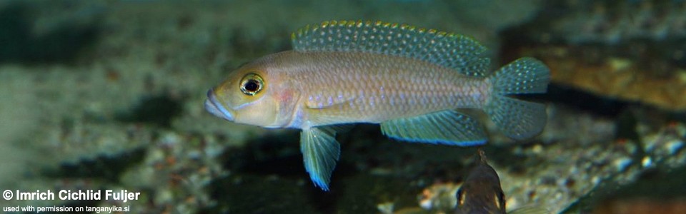 Neolamprologus sp. 'ventralis kasanga' Ndole Bay