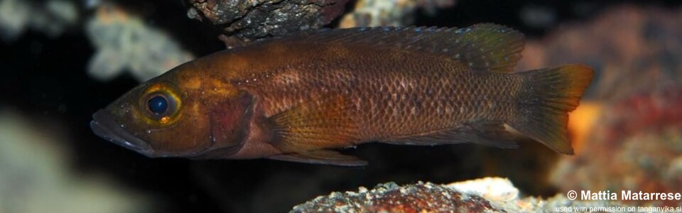 Neolamprologus sp. 'benthosplendens' Kekese