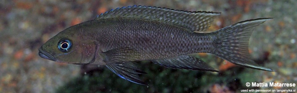 Neolamprologus sp. 'cygnus' Katondo Point, Cape Mpimbwe