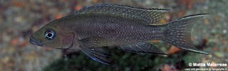 Neolamprologus sp. 'cygnus' Katondo Point.jpg