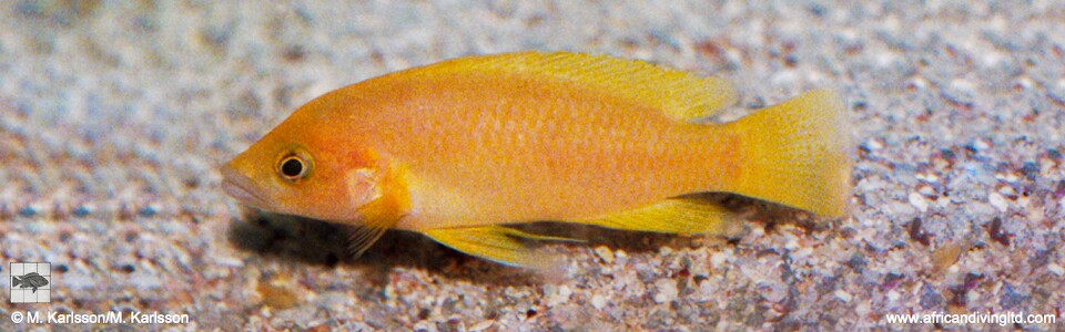 Neolamprologus sp. 'leleupi kapampa' Lunangwa Bay