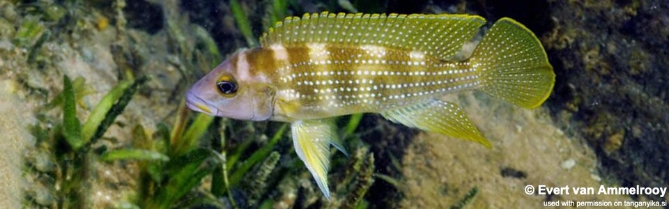 Neolamprologus tetracanthus 'Kala Bay' - Neolamprologus brevianalis 'Kala Bay'