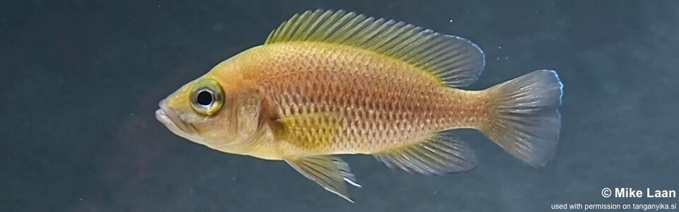Neolamprologus toae 'Cape Tembwe'