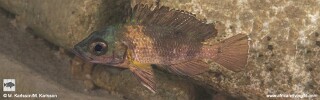 Neolamprologus toae 'Maswa'.jpg