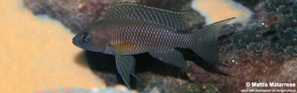 Neolamprologus walteri 'Ifala'