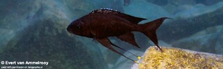 Ophthalmotilapia boops &#39;Kala Bay&#39;