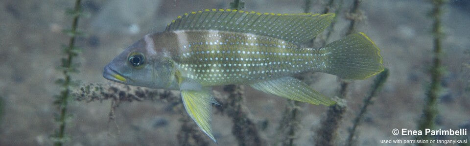 Neolamprologus tetracanthus 'Izinga Island'<br><font color=gray>Neolamprologus brevianalis 'Izinga Island'</font> 