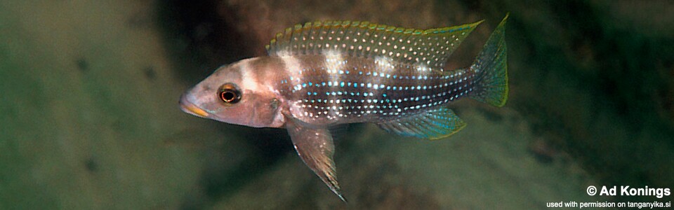 Neolamprologus tetracanthus 'Kalambo Lodge'<br><font color=gray>Neolamprologus brevianalis 'Kalambo Lodge'</font> 