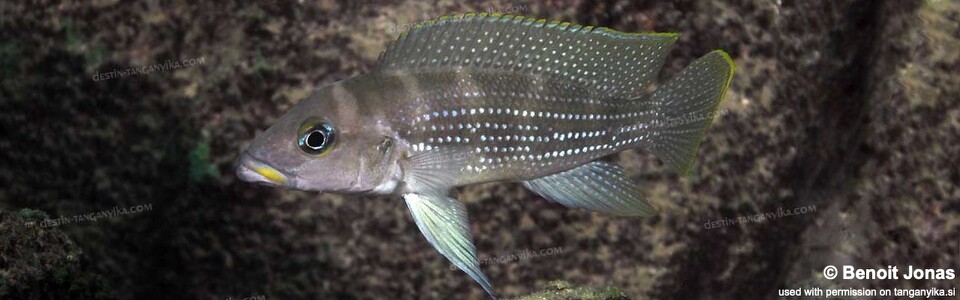 Neolamprologus tetracanthus 'Kasanga'<br><font color=gray>Neolamprologus brevianalis 'Kasanga'</font> 