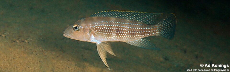 Neolamprologus tetracanthus 'Tembwe Deux'<br><font color=gray>Neolamprologus marginatus 'Tembwe (Deux)'</font>