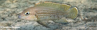 Neolamprologus tetracanthus &#39;Bilinge Bay&#39;