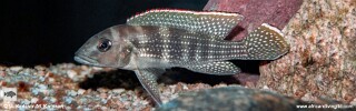 Neolamprologus tetracanthus &#39;Cape Kabogo&#39;