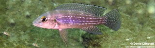 Neolamprologus tetracanthus &#39;Cape Kachese&#39;