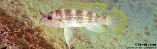 Neolamprologus tetracanthus &#39;Cape Mpimbwe&#39; Neolamprologus brevianalis &#39;Cape Mpimbwe&#39;