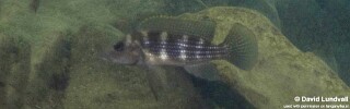 Neolamprologus tetracanthus &#39;Chibwensolo&#39;
