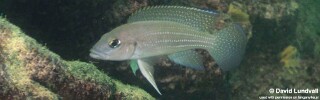 Neolamprologus tetracanthus &#39;Chimba&#39;