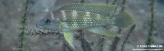 Neolamprologus tetracanthus &#39;Izinga Island&#39; Neolamprologus brevianalis &#39;Izinga Island&#39;