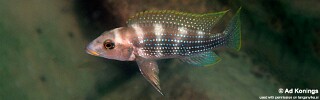Neolamprologus tetracanthus &#39;Kalambo Lodge&#39; Neolamprologus brevianalis &#39;Kalambo Lodge&#39;