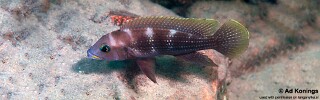 Neolamprologus tetracanthus &#39;Kasakalawe&#39; Neolamprologus brevianalis &#39;Kasakalawe&#39;