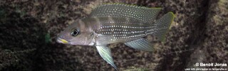 Neolamprologus tetracanthus &#39;Kasanga&#39; Neolamprologus brevianalis &#39;Kasanga&#39;