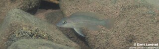 Neolamprologus tetracanthus &#39;Katete&#39;