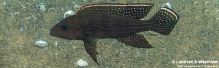 Neolamprologus tetracanthus &#39;Kigoma&#39;