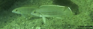 Neolamprologus tetracanthus &#39;Kilima&#39;