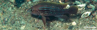 Neolamprologus tetracanthus &#39;Kipili&#39; Neolamprologus brevianalis &#39;Kipili&#39;