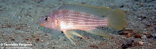 Neolamprologus tetracanthus &#39;Kisi Island&#39; Neolamprologus brevianalis &#39;Kisi Island&#39;
