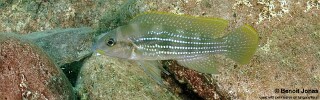 Neolamprologus tetracanthus &#39;Lupita Island&#39; Neolamprologus brevianalis &#39;Lupita Island&#39;