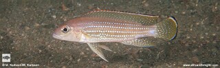 Neolamprologus tetracanthus &#39;Lusungura Point&#39;