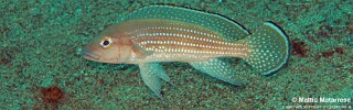 Neolamprologus tetracanthus &#39;Miyako Point&#39;